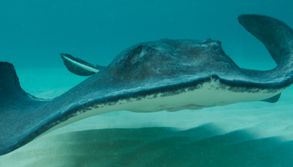 A southern stingray